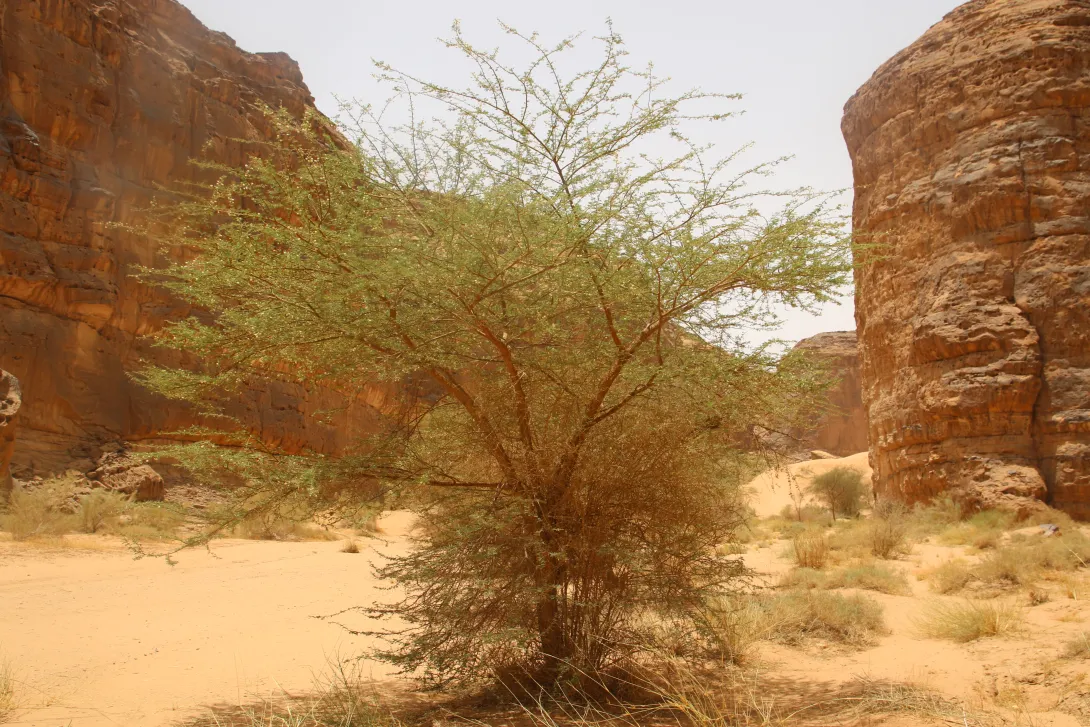 Whole plant