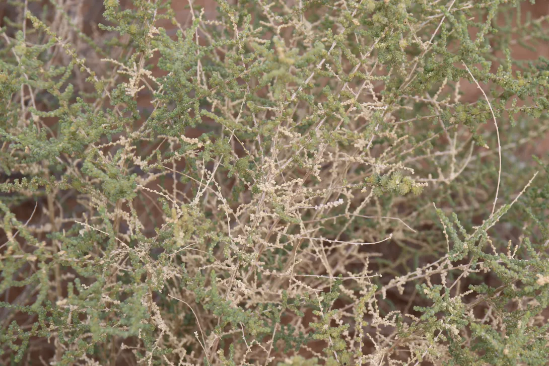Caroxylon imbricatum leaves and branches
