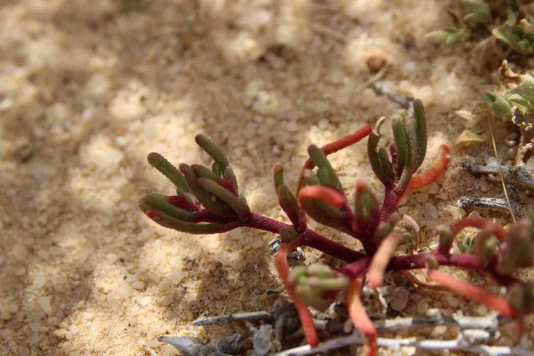 Mesembryanthemum nodiflorum leaves