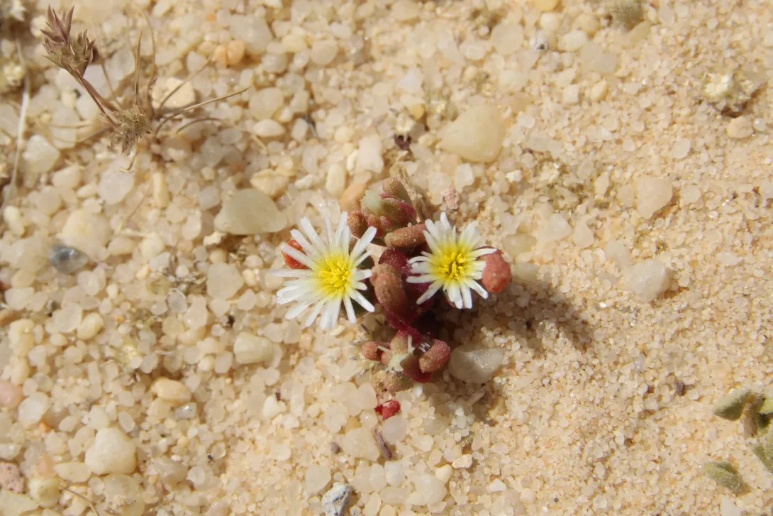 Mesembryanthemum nodiflorum