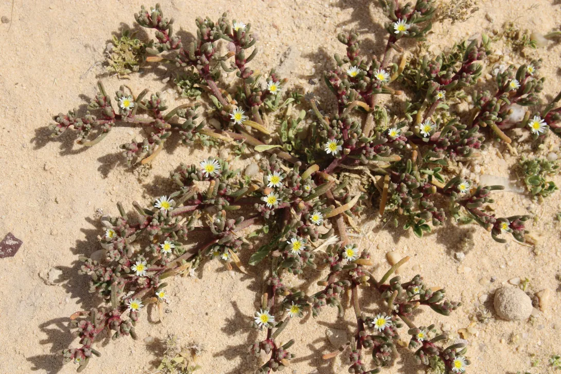 Whole plant