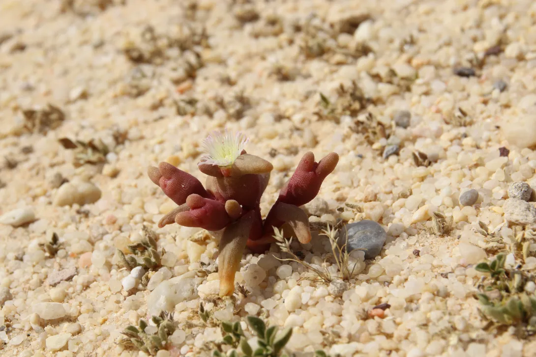 Mesembryanthemum cryptanthum