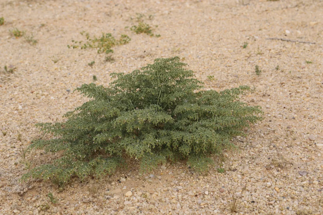 Whole plant