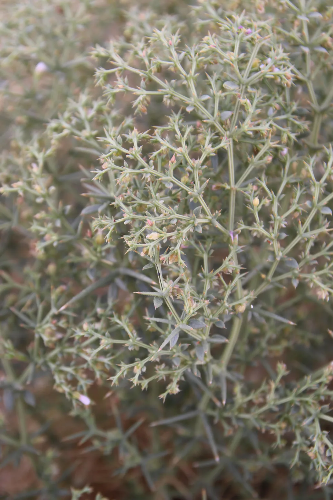 Zygophyllum bruguieri leaves