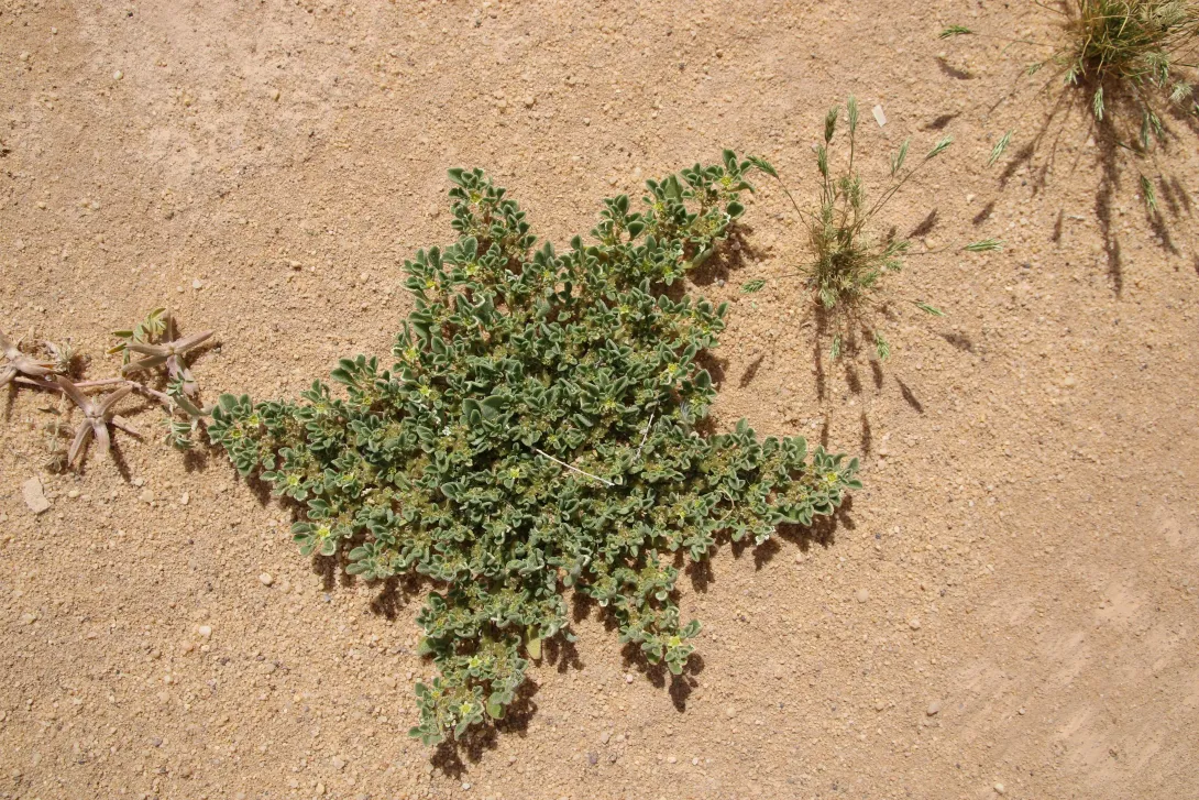 Whole plant