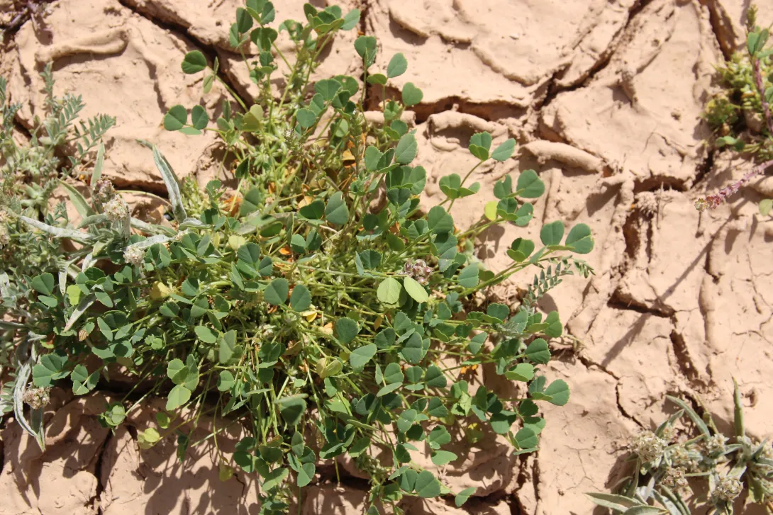 Whole plant