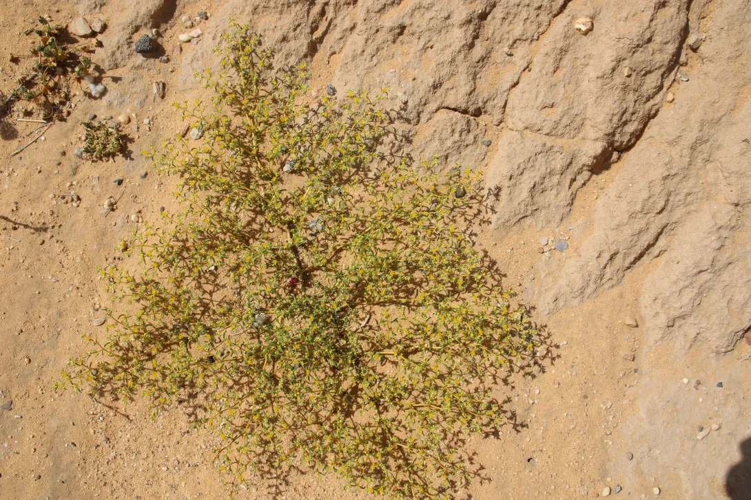 Whole plant