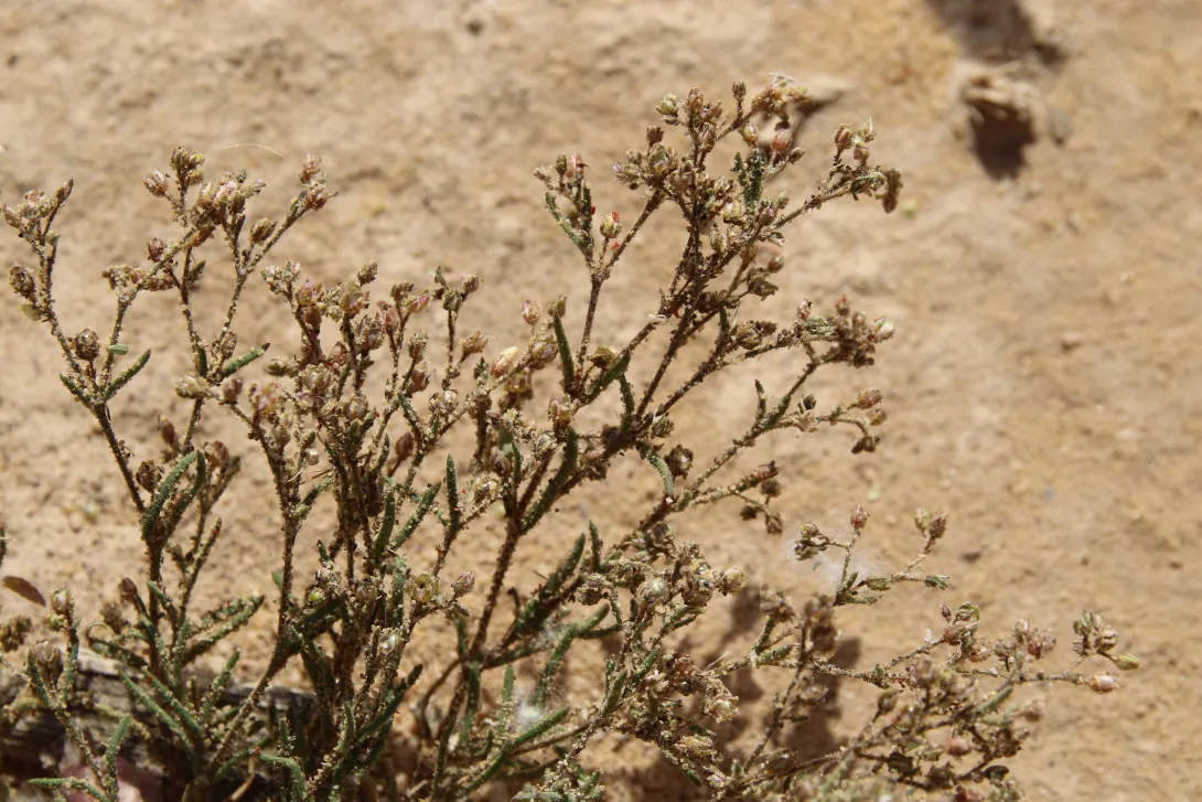 Whole plant