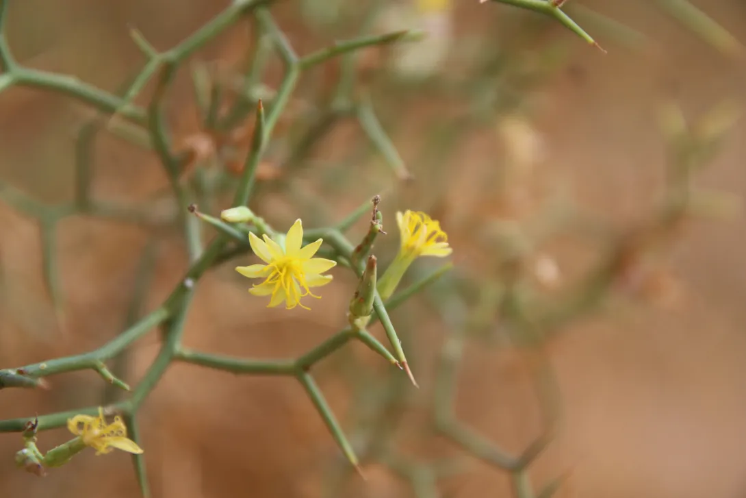 Launaea spinosa flower