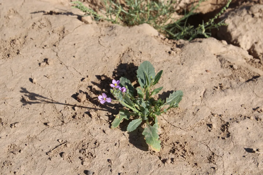 Diplotaxis acris leaves