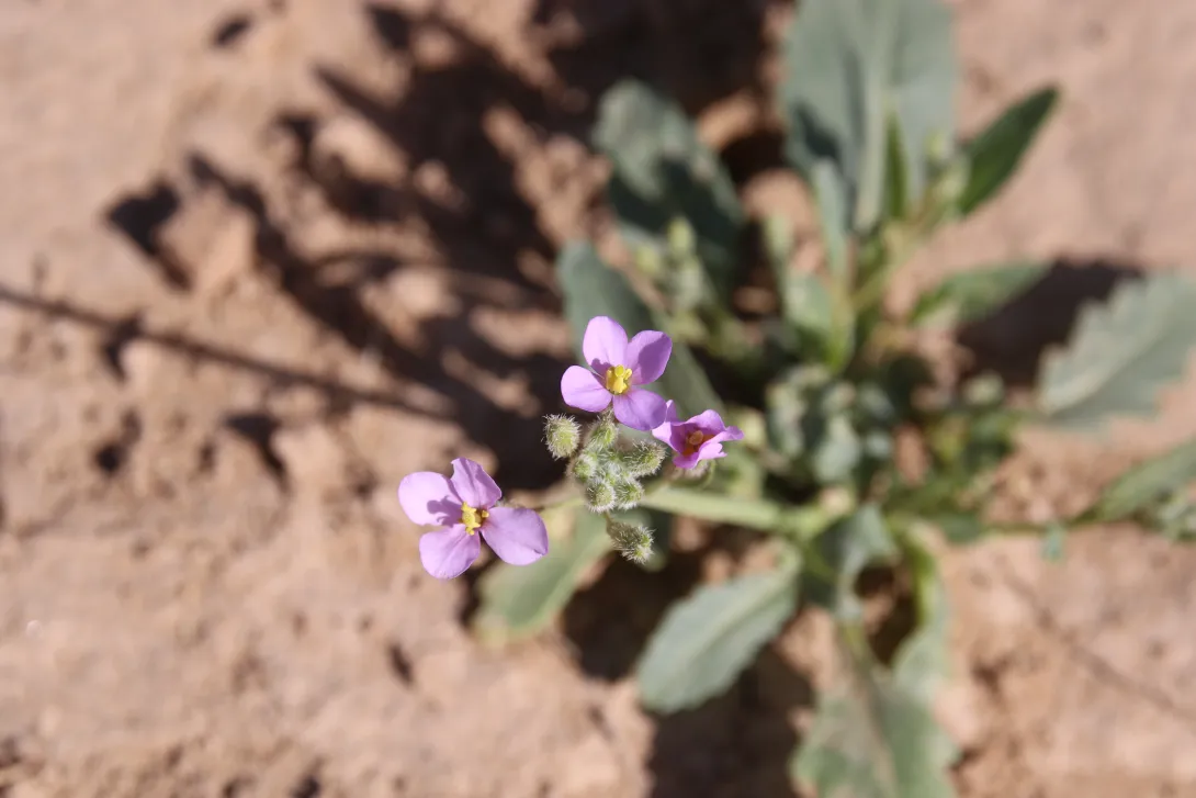 Diplotaxis acris flowers